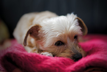 Puppy lying on a red blanket
