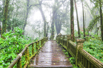 Wooden walkway of the forest on the top of Doi Inthanon, Thailand
