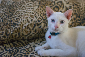 Naklejka na ściany i meble Portrait of white cat.Beautiful white cat relaxing on floor.