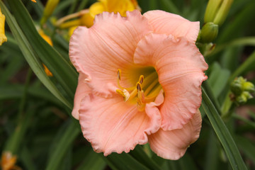 daylily peach