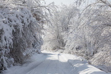 snowy road with trees at sunset, white winter landscape