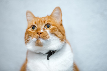 Fototapeta na wymiar Portrait of cute red cat over white background