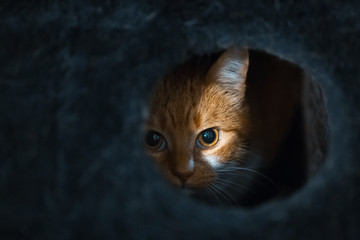 Portrait of cute red white cat hiding of black box