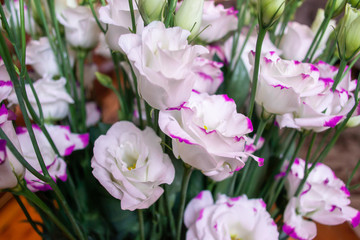 White and pink lisianthus flowers bouquet