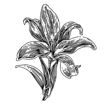 Flower of lily. Sketch. Engraving style. Vector illustration.
