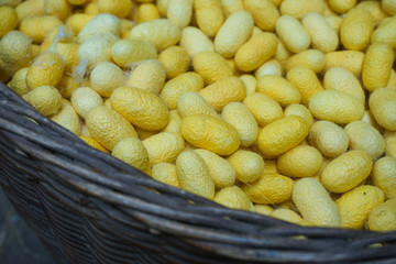 Silkworm cocoons and making silk thread. traditional way of  silk production.