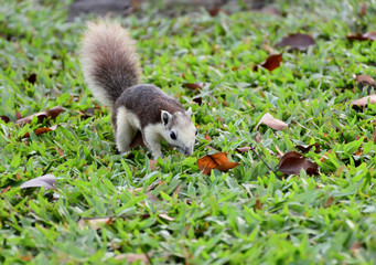 squirrel in the garden 3
