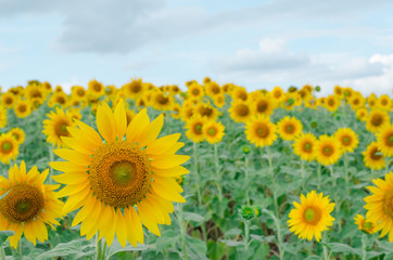 Sunflower in the garden.Sunflower field.
