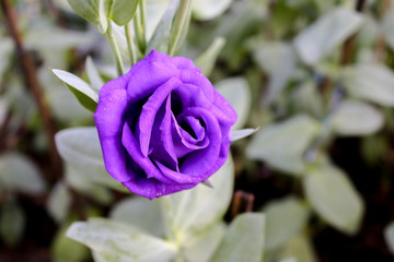 Purple roses in the garden. - 247023758