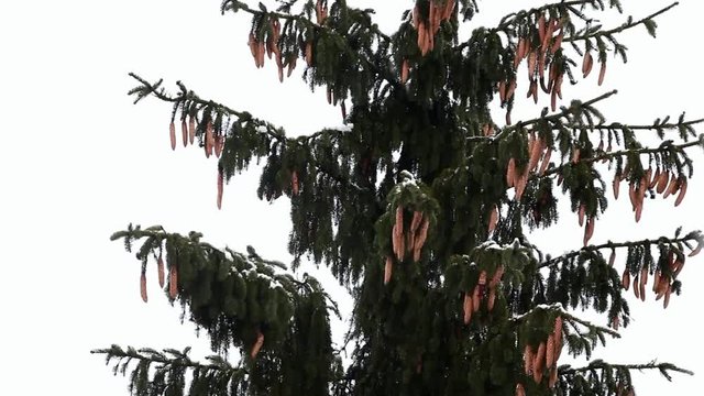 the top of a snow-covered conifer tree sways from a strong wind