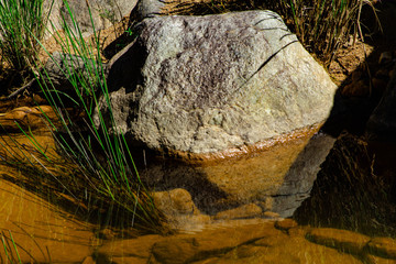 natureza; arvores; plantas