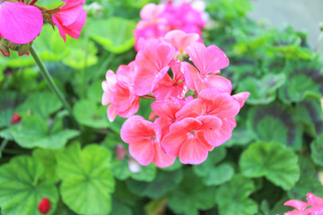 Pink flower blossom in the garden