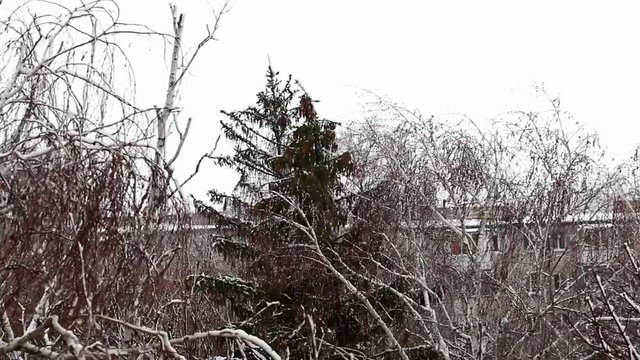 the top of the snowy deciduous and coniferous trees bend in a gust of strong wind