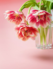 pink lush tulips in a glass cup on a pink background with space for text. A gift to a girl