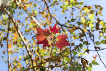 red leaves - 247024510