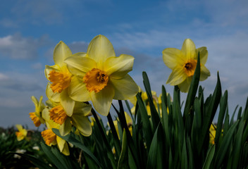 Narcissus Field, Munich, Germany