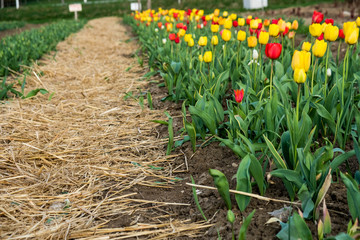 Tulip Field, Bavaria, Germany