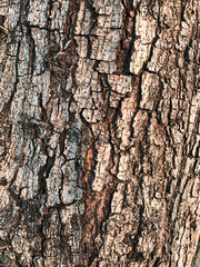 Tree bark texture background - 247024771