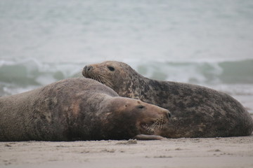 Fototapeta premium Robben Helgoland Nordsee