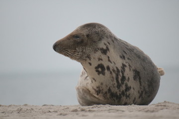 Naklejka premium Robben Helgoland Nordsee