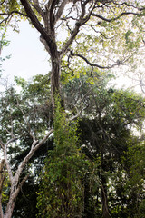 Arboles en el parque la llovizna Guayana Venezuela