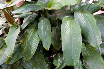Green plant leaves - 247025584
