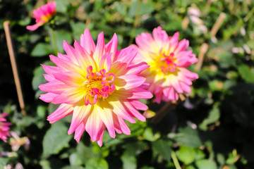 Pink flower blossom in the garden - 247025781