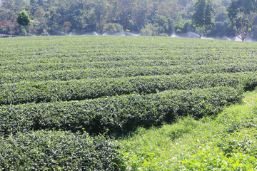 Tea plantation at chiang rai, thailand - 247025789