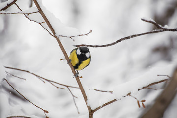 A little bird chickadee sitting on a branch
