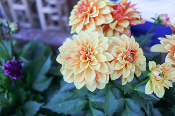 Orange and Yellow flower blossom in the garden - 247025919
