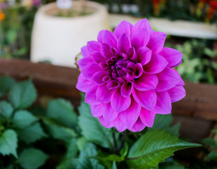 Purple flower blossom in the garden - 247025921