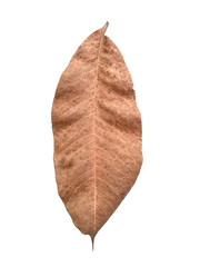 Dry leaves brown on white background - 247026120