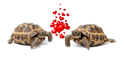 Two land tortoises on a white background. Valentine's Day. Love. Couple.