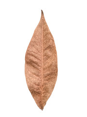 Dry leaves brown on white background - 247026141