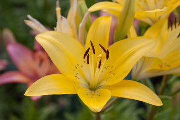 asiatic lily group