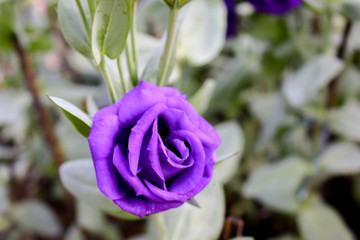 Purple roses in the garden. - 247026307