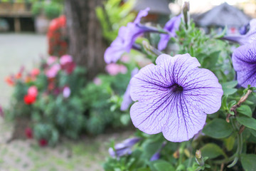 Purple flower blossom in the garden - 247026355