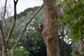  squirrel on the tree 