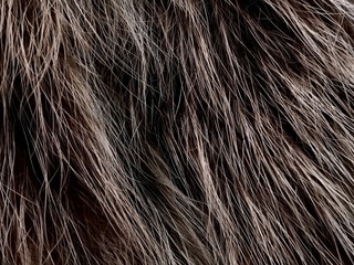 Texture of gray wolf hair fur. Texture of fur. Wool of wolf. Wool of dog.