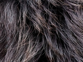 Texture of gray wolf hair fur. Texture of fur. Wool of wolf. Wool of dog. - 247026579