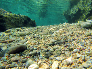 Underwater scene with marine life
