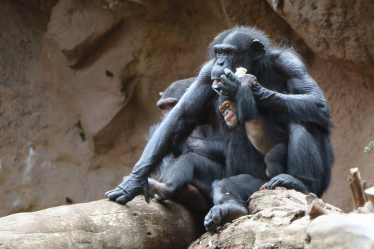 the chimpanzee family sits at the foot of the mountain