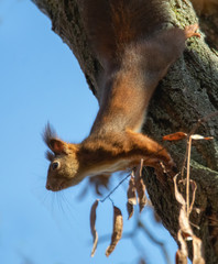 Eichhörnchen hängt kopfüber am Baumstamm
