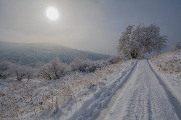 snowy road with trees at sunset, white winter landscape