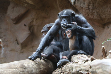 the chimpanzee family sits at the foot of the mountain