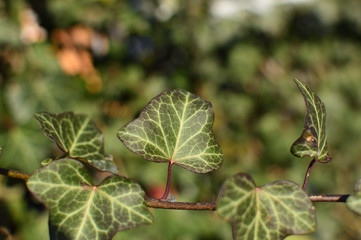 Green leaf on blurred background on a sunny winter day