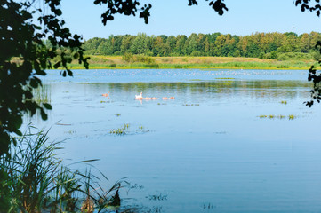 Lake or fishing pond. Landscape a beautiful pond. Forest natural pond.