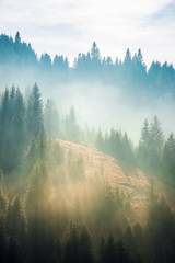 spruce trees on the slope in fog. beautiful nature scenery in mountains. amazing morning weather.