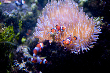 Naklejka na ściany i meble Clown fish in coral