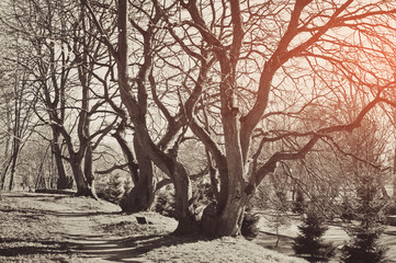 Fototapeta premium Ancient trees with knobby curving bare branches without leaves